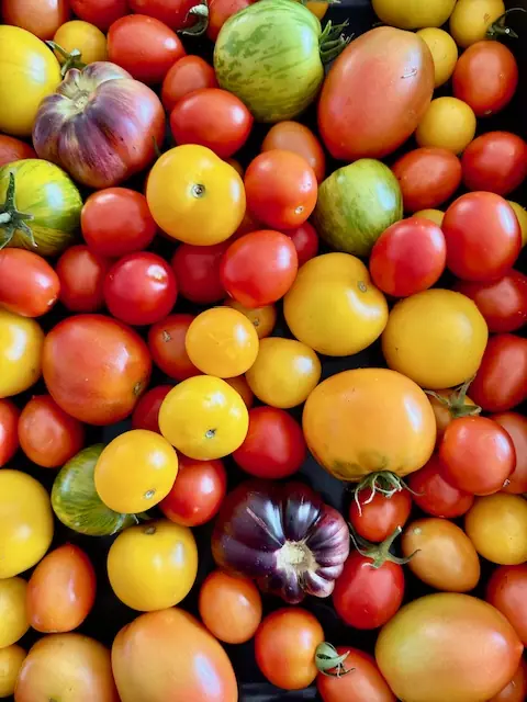 tomato-mixed-best
